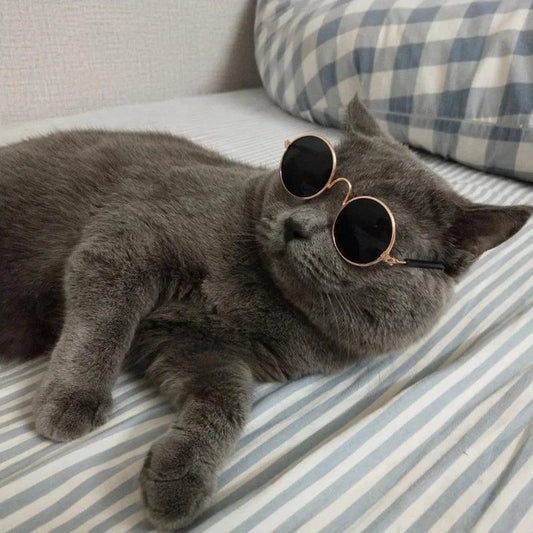 Tabby Tints - Kitty Klean
